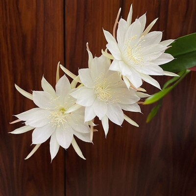 印尼小叶昙花大叶昙花月下美人室内阳台庭院植物绿色盆栽盆景花卉