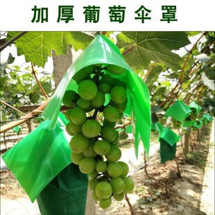 葡萄伞罩葡萄防日灼伞帽防雨防鸟遮阳伞克伦生阳光玫瑰妮娜皇后伞