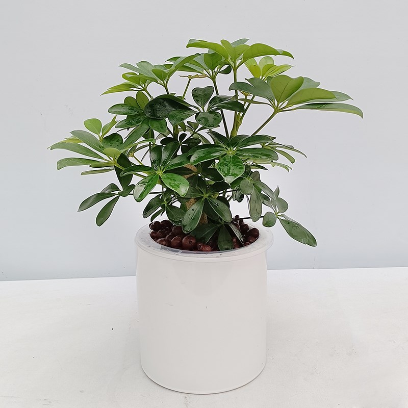 纯水培鸭脚木水培绿植室内好养水培植物盆栽绿植