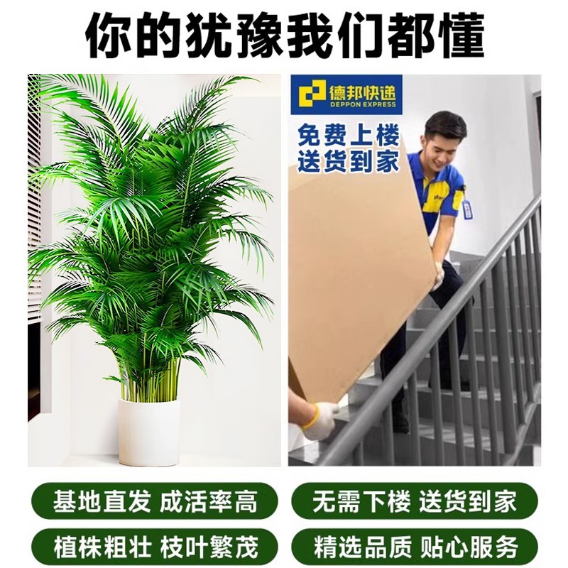 散尾葵客厅大型植物盆栽好养旺宅凤尾竹室内隔断阳台绿植四季常青
