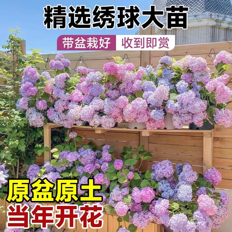 绣球花苗四季开花无尽夏大盆栽带花苞好养冬季耐寒花卉植物室内花
