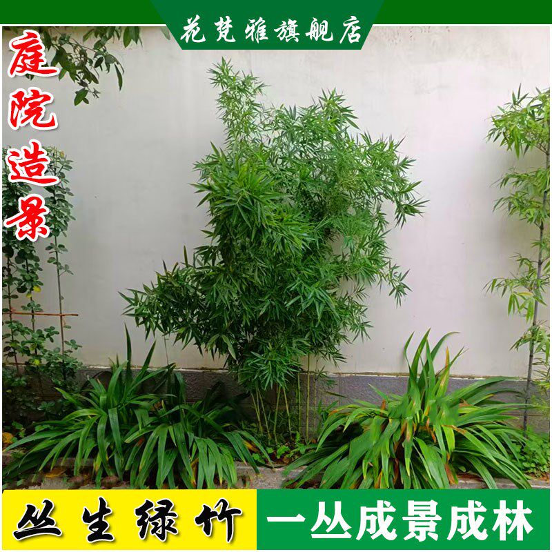 竹子苗丛生绿竹金竹紫竹罗汉竹庭院造景成林四季常青阳台竹子盆栽