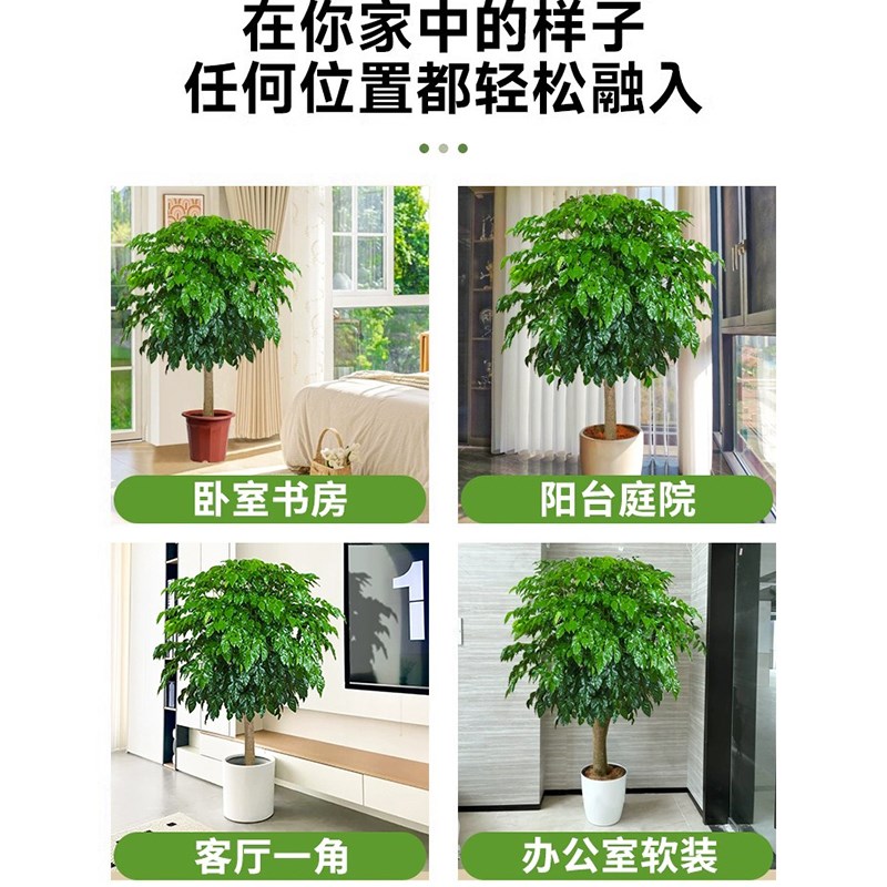 独杆棒棒糖幸福树客厅盆栽大绿植室内老桩平安树四季常青好养植物