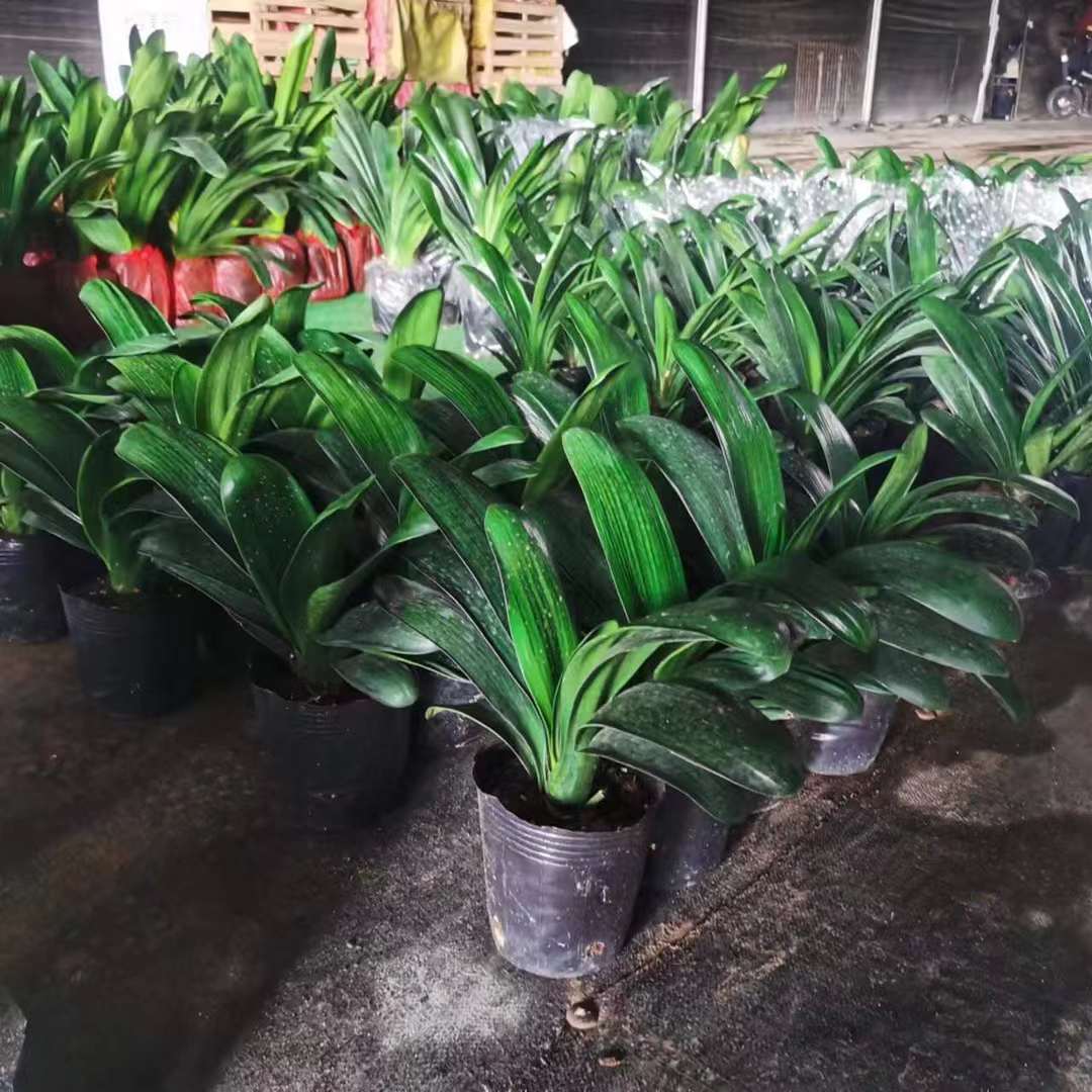 君子兰盆栽带花苞宽叶高档兰花圆头和尚花卉大苗绿植室内开花盆栽图片