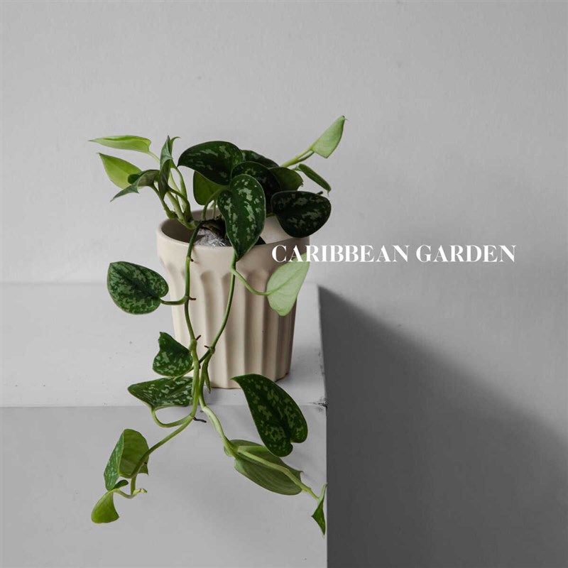 小叶银斑葛盆栽花叶绿萝常绿植物室内桌面垂吊长藤观叶植物吸甲醛