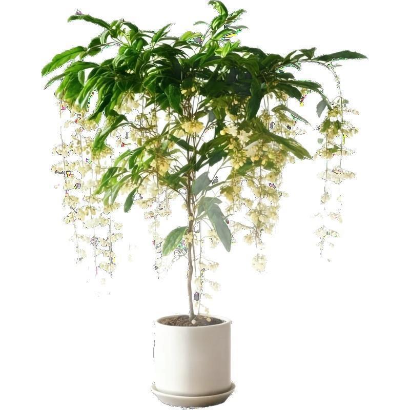 垂丝茉莉盆栽带花苞客厅阳台垂吊植物茉莉花好养活绿植室内好养活