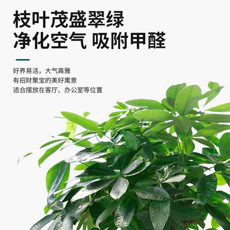 发财树大棵客厅大盆栽大型绿植室内办公室盆景乔迁开业植物