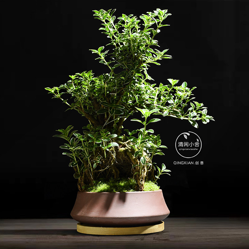 六月雪室内盆栽办公室造型绿植桌面好养盆景植物创意礼物摆件花卉