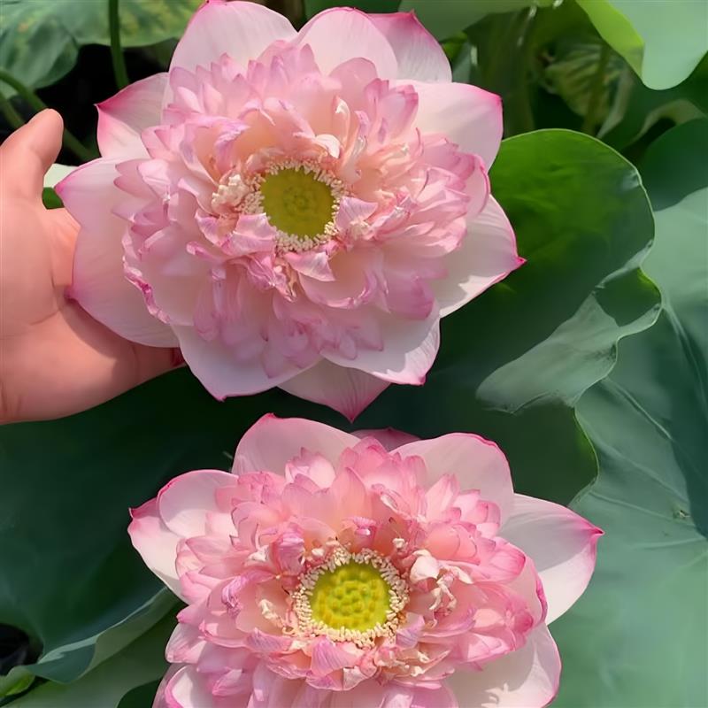 名贵荷花重瓣观赏可食用种藕苗好养水生花卉睡莲碗莲缸栽盆栽池塘