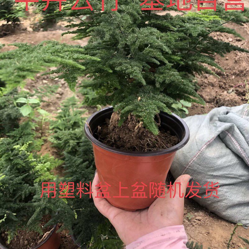 云竹唐山云竹矮生文竹文竹球云松竹地苗网红办公室盆栽基地自产自