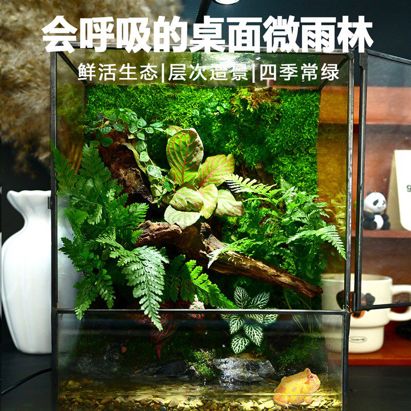 青苔苔藓微景观迷你辣椒蟹乌龟角蛙鱼桌面生态缸雨林缸植物造景