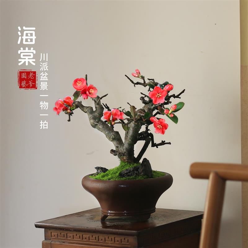 贴梗海棠花盆栽会开花好养易活阳台庭院花卉一物一拍老桩植物造型