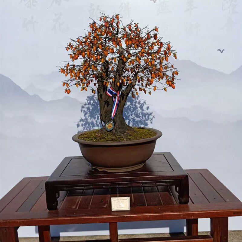 老鸦柿水杨梅盆景素材
