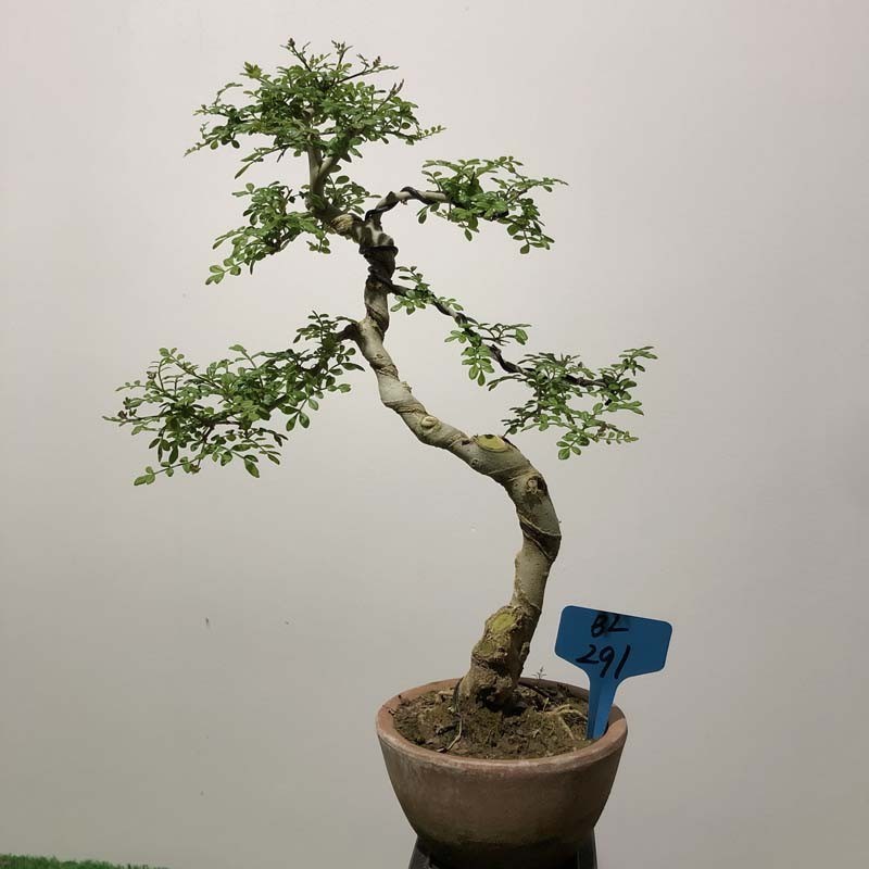 小叶对节白蜡盆景老桩造型文人树悬崖好养树桩矮霸临水提根艺阳台