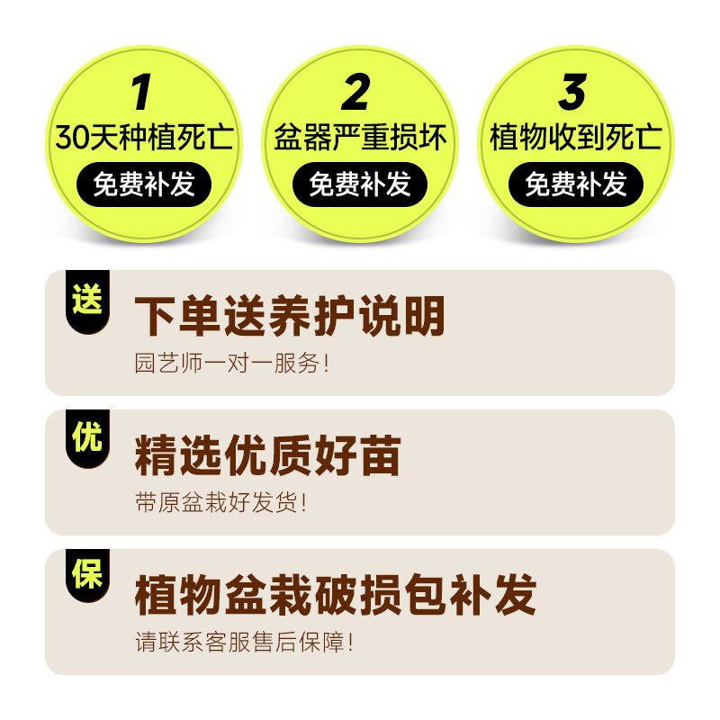 散尾葵凤尾竹盆栽室内客厅大型绿植吸甲醛植物四季常青花卉富贵椰