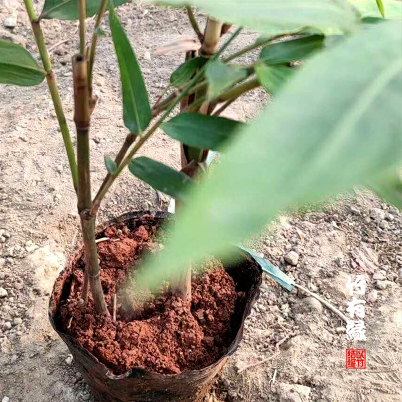 厚壁巨龙竹苗竹子君巨龙竹苗世界上醉高大竹子苗庭院绿植基地直销