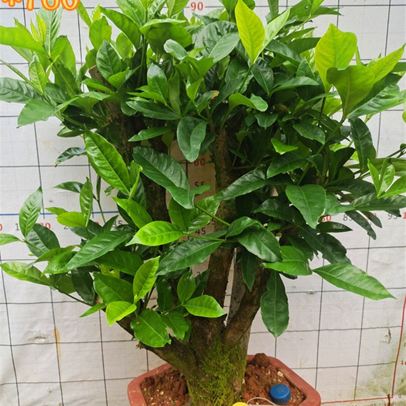 栀子花树苗老桩古桩熟桩庭院阳台室内花卉绿植盆栽四季常青浓香型