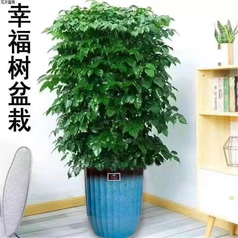 幸福树丛生客厅大型盆栽乔迁花卉四季常青绿植开业多层绿宝北欧风