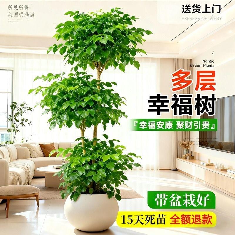 幸福树盆栽客厅易成活大颗净化空气绿植好养平安树开业乔迁平安树