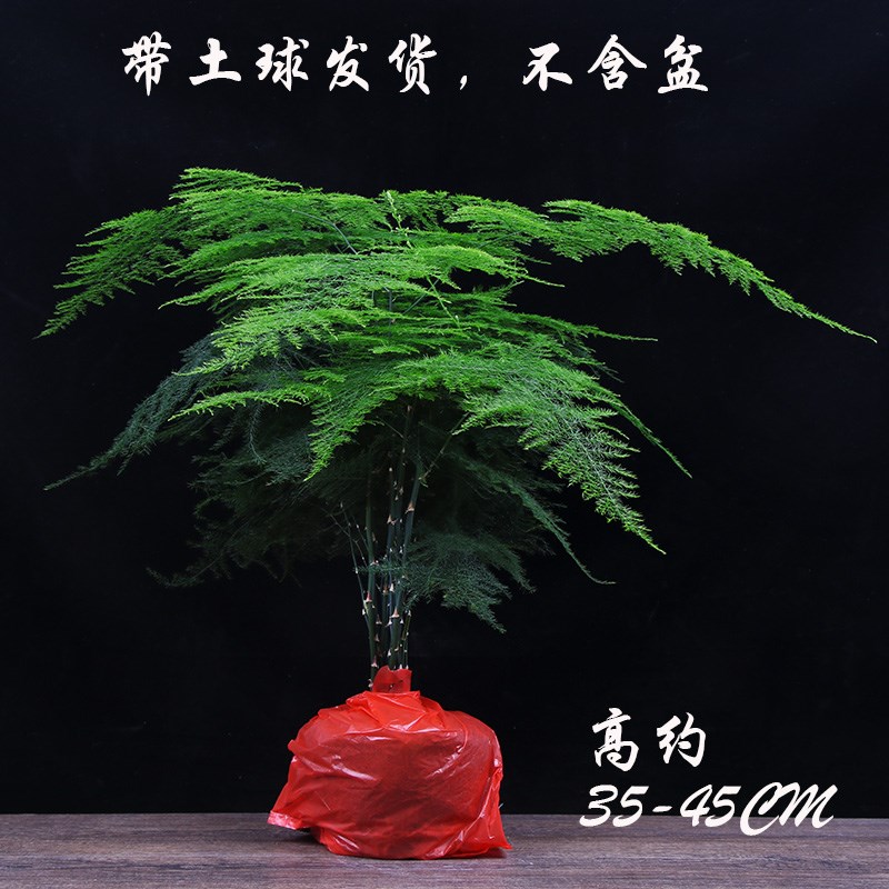 文竹植物大文竹室内盆栽绿植四季常青好养易活