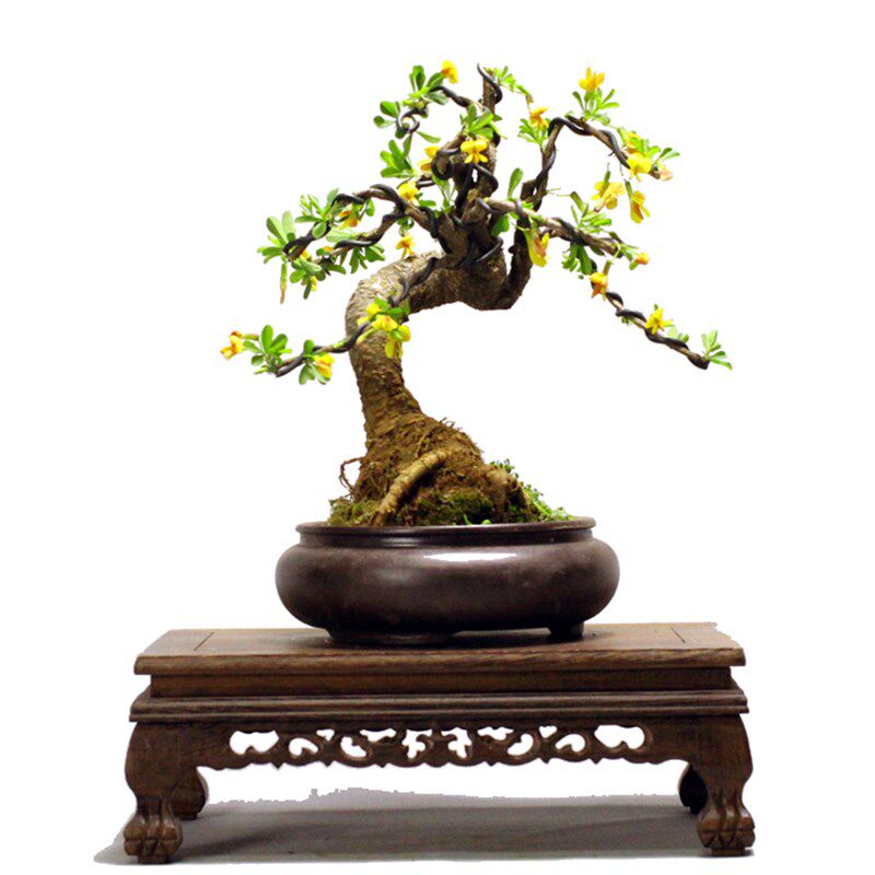 热卖金雀梅花提根式盆景 室内开花盆栽居家办公植物 耐寒好养绿植