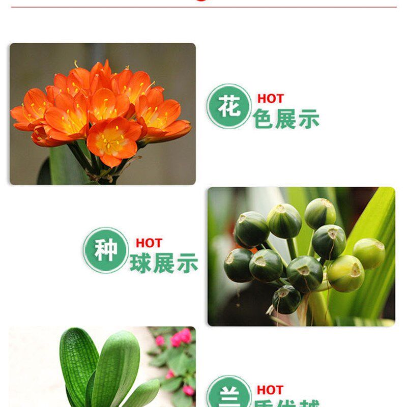 长春四季精品名贵君子兰立板植物大小苗室内绿植盆栽花卉好养办公