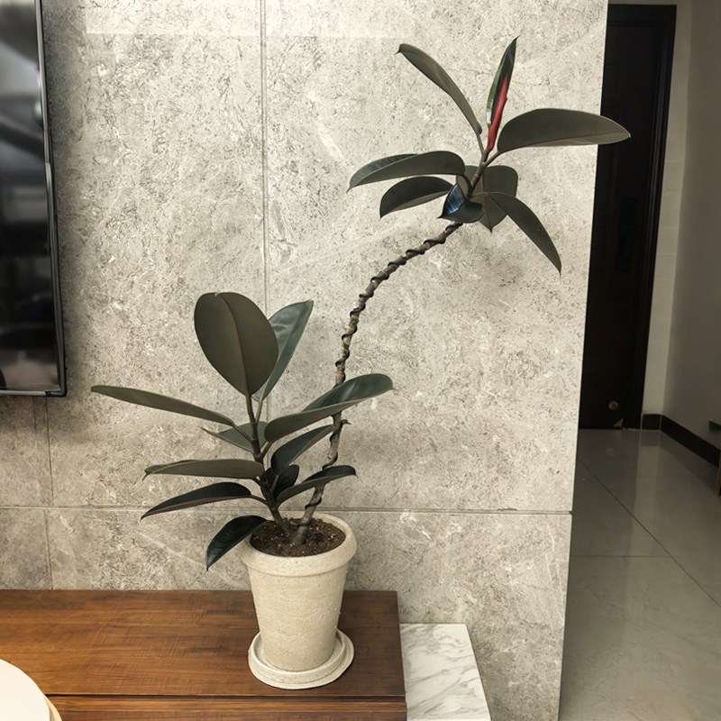 黑金刚橡皮树客厅小盆栽室内绿植电视柜旁桌面植物玄关落地好养活图片