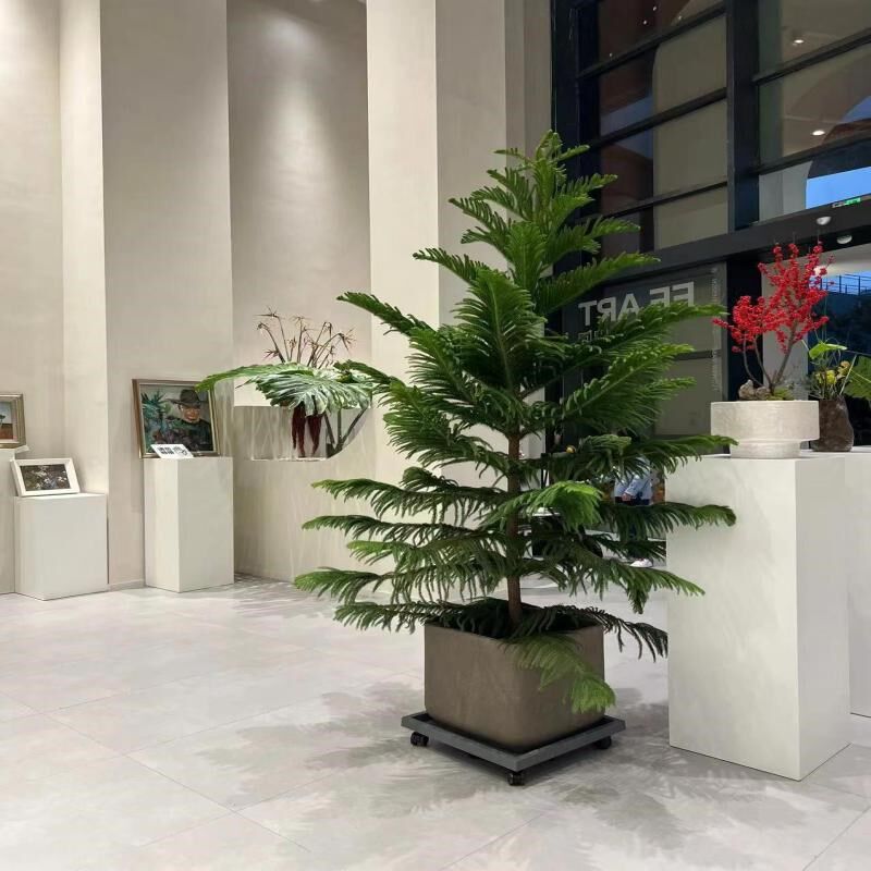 南洋杉盆栽圣诞树盆景真树室内客厅绿植澳洲杉树苗大型植物南洋松