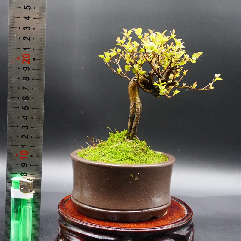 雀梅盆栽 小叶红芽雀梅盆景 童子功老桩 办公室桌面 趣味绿植微型