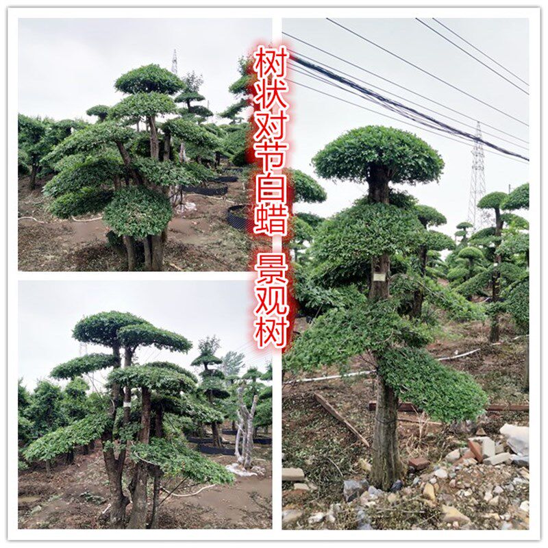 湖北京山对节白蜡老桩盆景树桩对接白蜡生桩造型熟桩绿植包邮