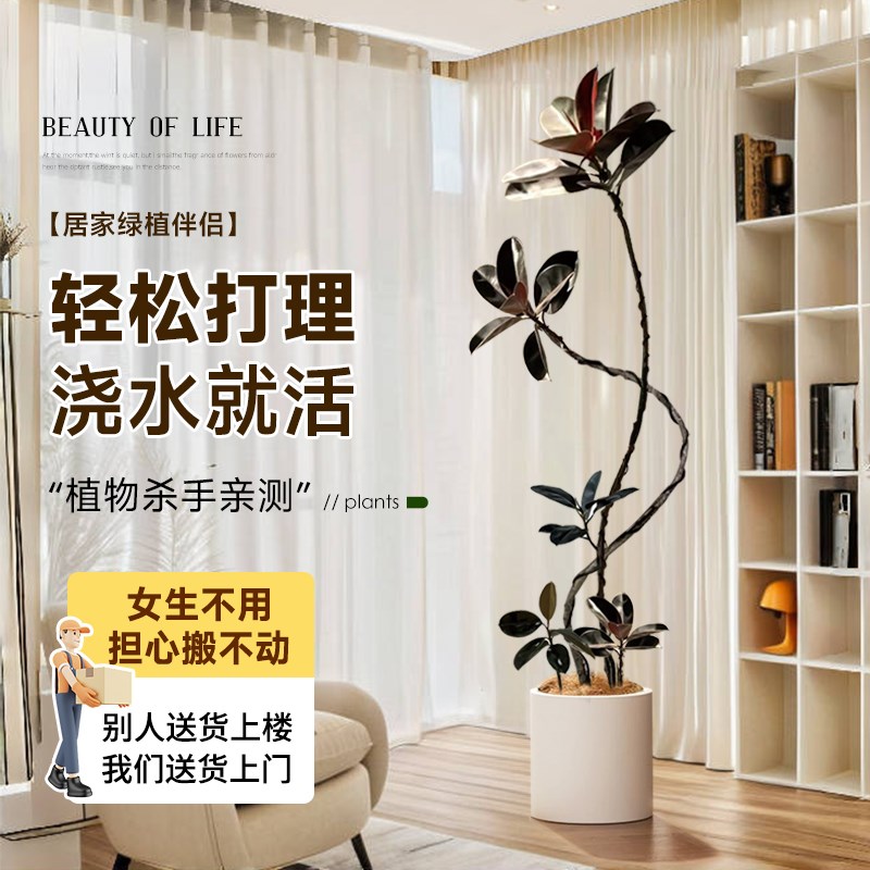 橡皮树黑金刚客厅大盆栽绿植室内客厅办公室大型植物旺宅真花禄植
