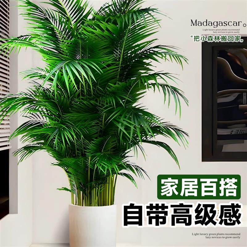 散尾葵植物盆栽客厅高级感花卉办公室摆件高端大气上档次大型绿植图片
