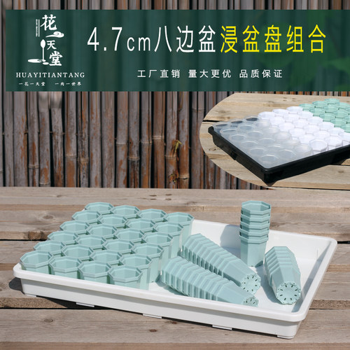 4.7多肉八边迷你花盆多功能整理浸盆水盘组合播着育苗种植闷养箱