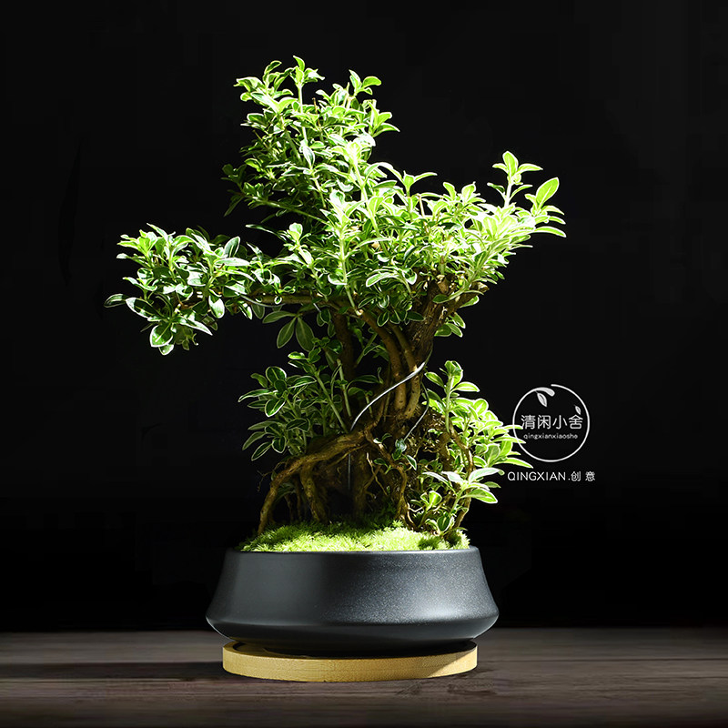 六月雪室内盆栽办公室造型绿植桌面好养盆景植物创意礼物摆件花卉