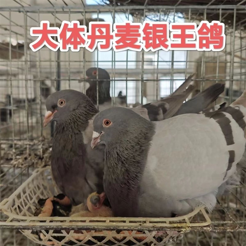 活鸽子苗家养鸽雨点鸽土鸽子青年鸽肉鸽信鸽活体白羽王鸽种鸽一对