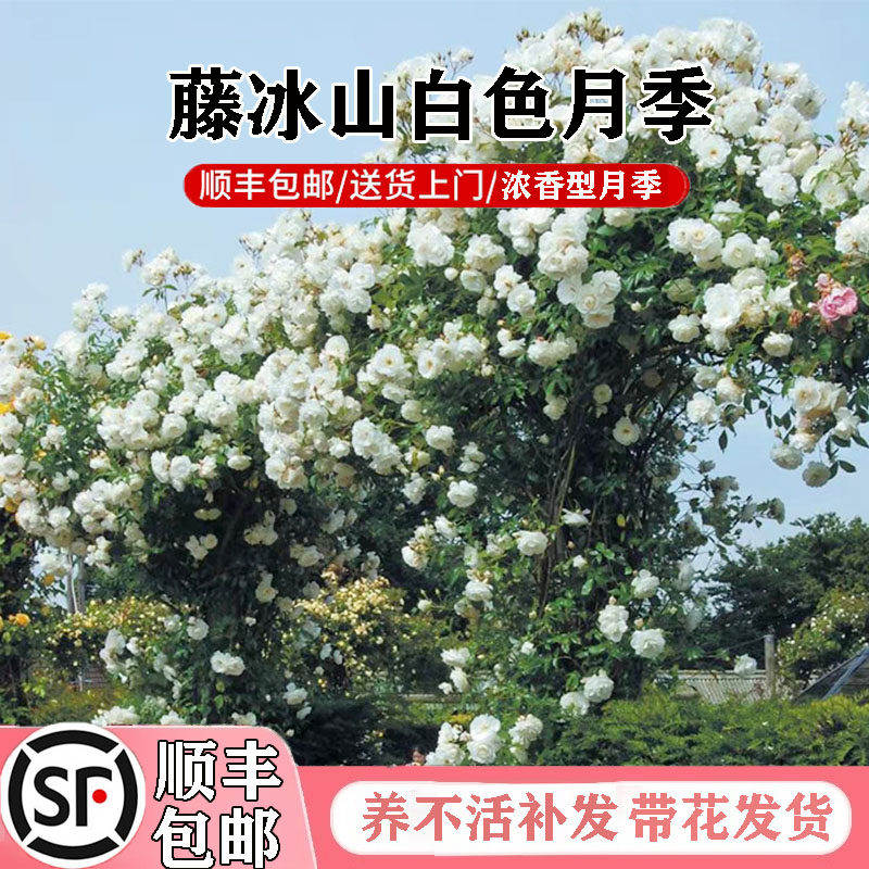 【2.5米大苗】蔷薇花苗藤本月季大花爬藤植物庭院花卉盆栽玫瑰花