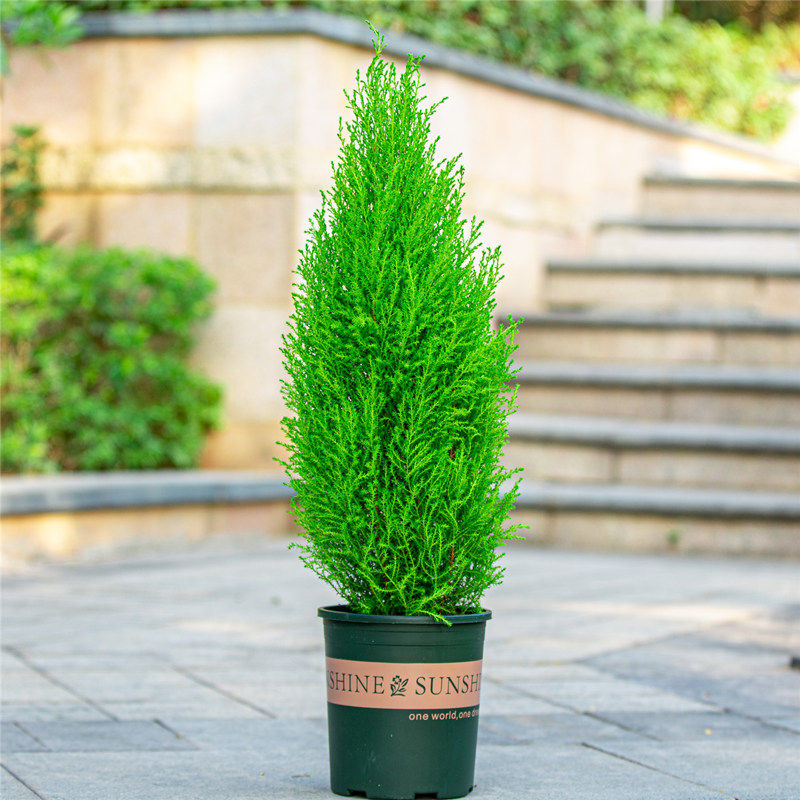 香松盆栽圣诞树室内阳台室外庭院别墅花园植物金冠柏绿植树苗盆景
