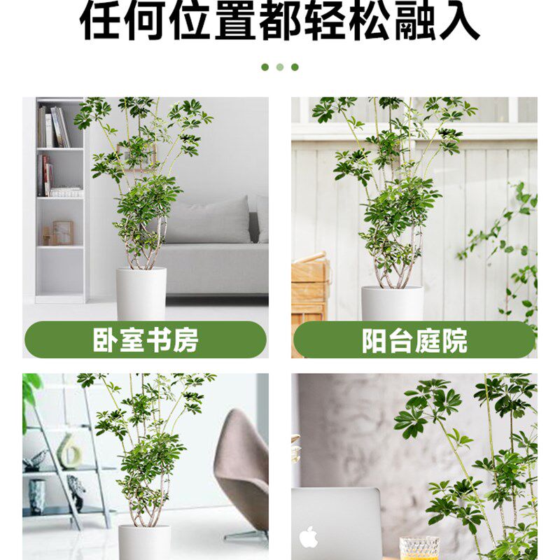 【造型鸭脚木】客厅大盆栽老桩鸭掌木落地绿植物四季常青办公室内