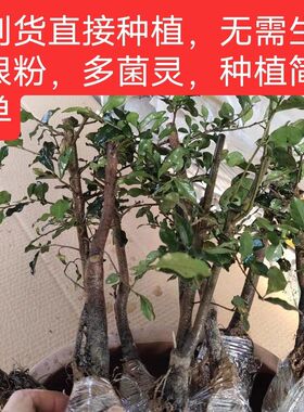 金弹子盆景 带芽弹子蛋子单子树桩 熟桩包挂果老桩子母桩金蝉子