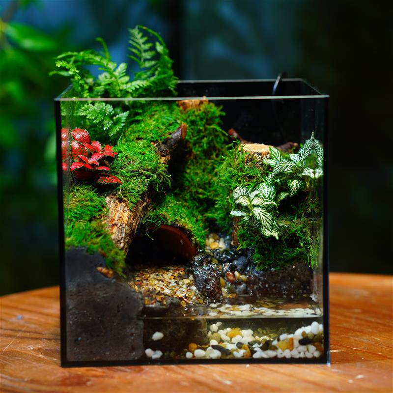 苔藓微景观雨林流水生态鱼缸造景植物盆栽养蟹养鱼龟爬宠创意养缸