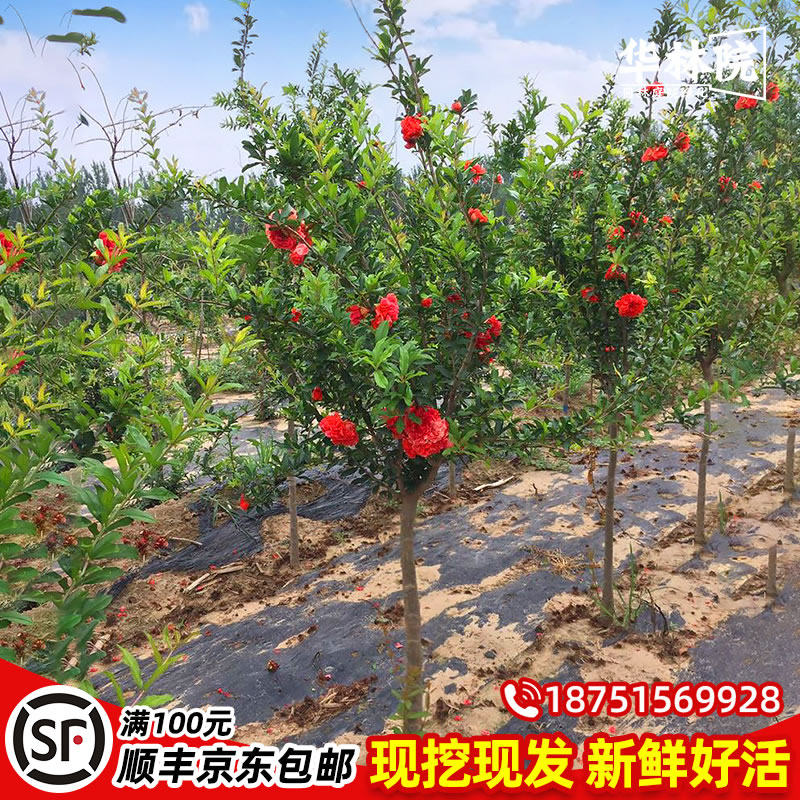 石榴树苗观赏果树别墅庭院风景造景特大树苗花石榴园林绿化工程