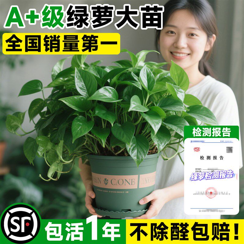 绿萝室内盆栽水培植物绿箩长藤款客厅吸甲醛绿植特大号盆景除异味
