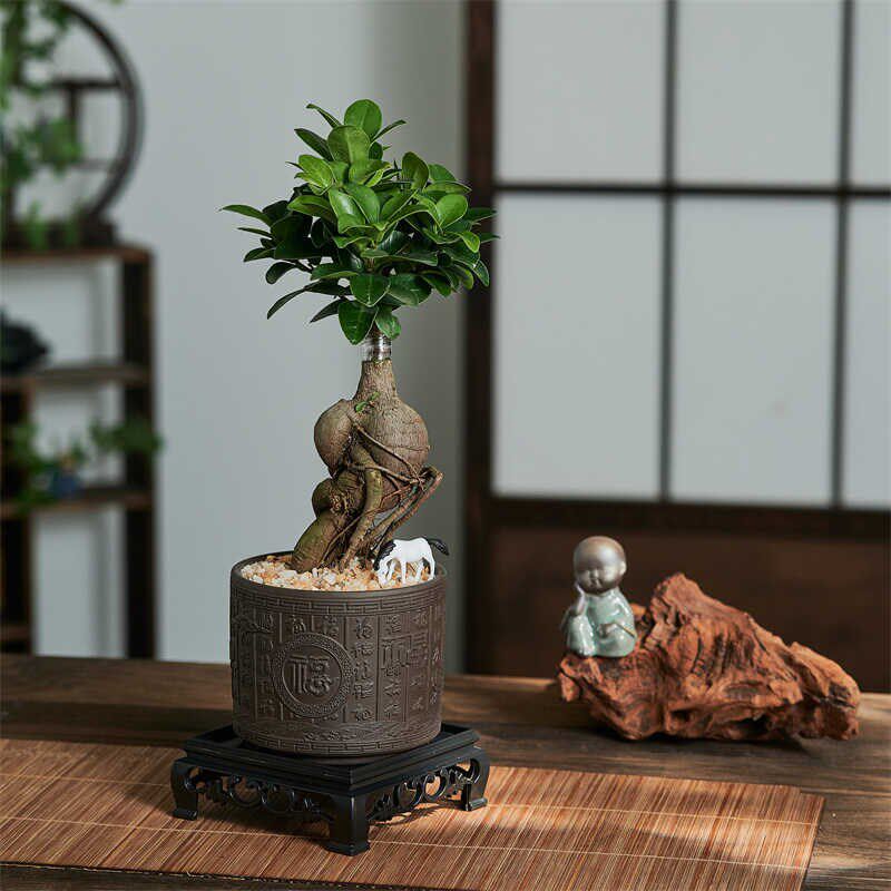小叶榕树室内常青盆栽绿植人参榕造型树桩盆景桌面好养观叶小植物