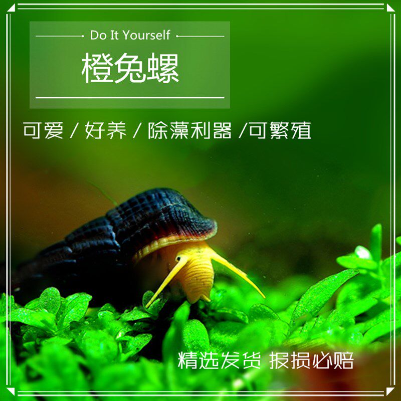 包邮印尼苏拉威西螺苏螺橙兔螺观赏螺宠物螺活体水族草缸除藻除苔