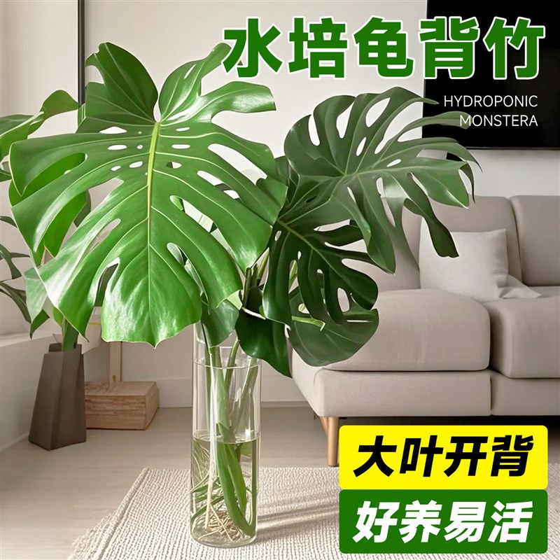 水培植物龟背竹盆栽老桩开背大叶办公室室内桌面绿植好养易活四季图片