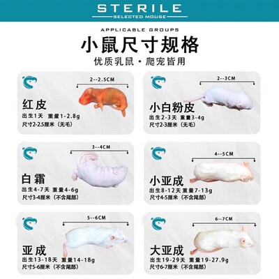 实验无菌小白鼠乳鼠红皮乳鼠喂猫玉米饲料繁殖组新鲜速冻活饵包装