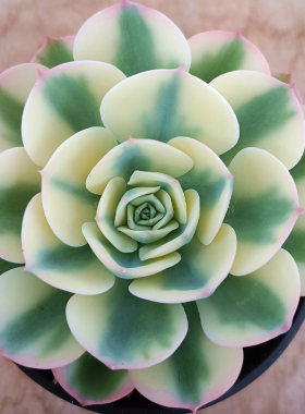 玉蝶锦 肉肉多肉植物小盆栽绿植新手花卉一物一拍 带锦 覆轮锦
