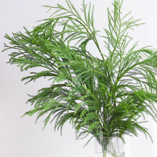 新鲜天竺少女鲜切枝圣诞树花材花环圣诞松水培植物超长待机3-5枝