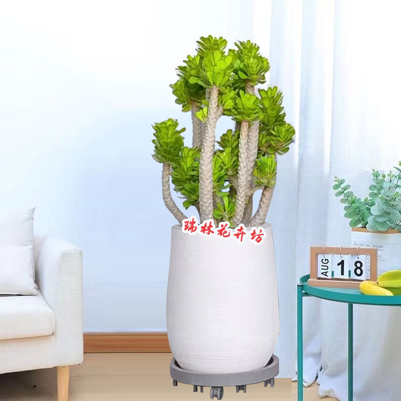 麒麟扇贝多肉植物仙人掌沙漠绿植客厅阳台庭院盆栽耐旱好养活花卉