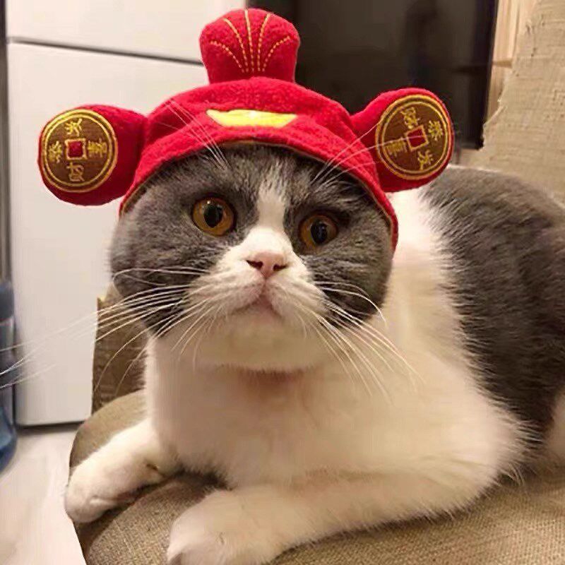 猫咪帽子新年红色财神头套宠物小狗狗拜年变装帽布偶金银渐层蓝白